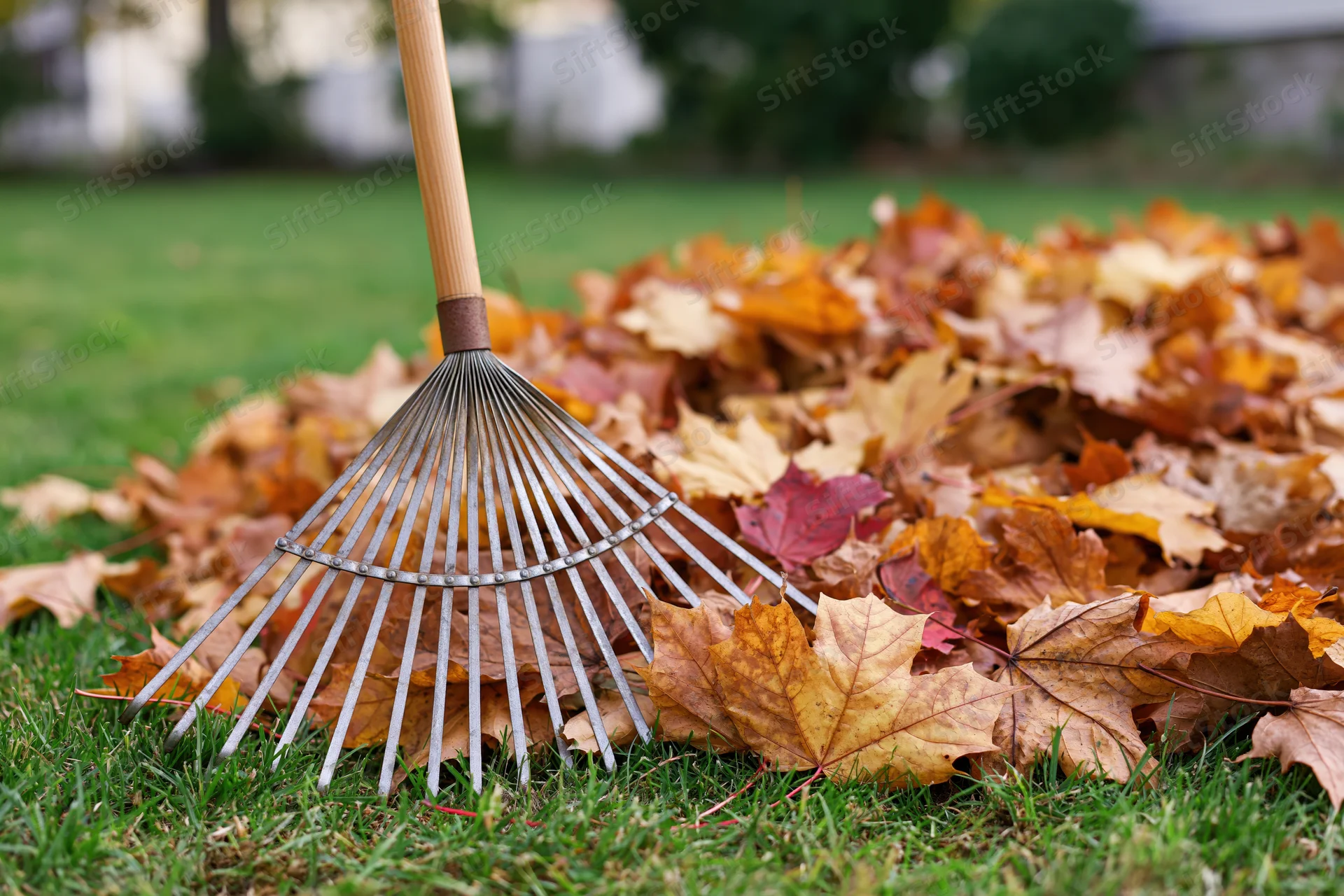 Metal fan rake resting against a pile of fallen autumn leaves on a green lawn