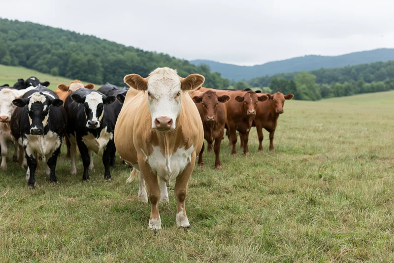 Mixed herd of cattle standing and grazing in an open pasture