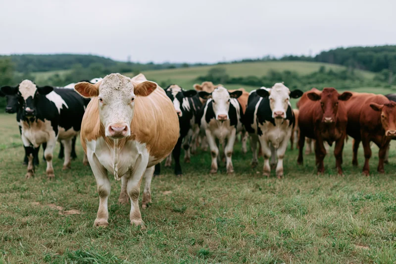 Mixed herd of cattle standing and grazing in an open pasture