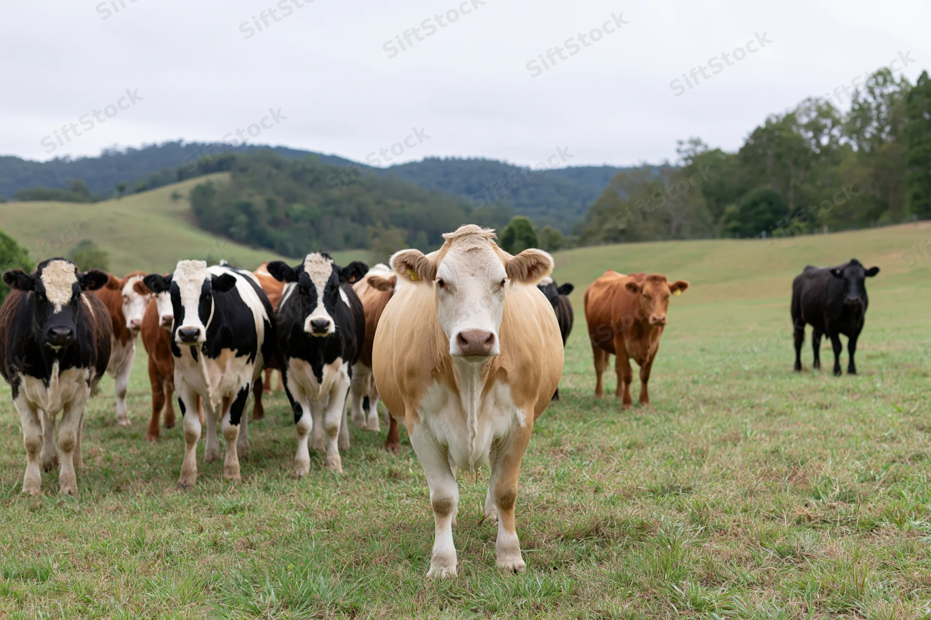 Mixed herd of cattle standing and grazing in an open pasture with rolling hills and trees in the background