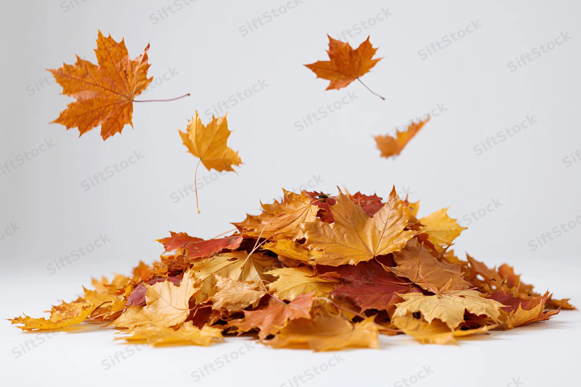 Pile of fallen maple leaves in golden orange and red shades on white background