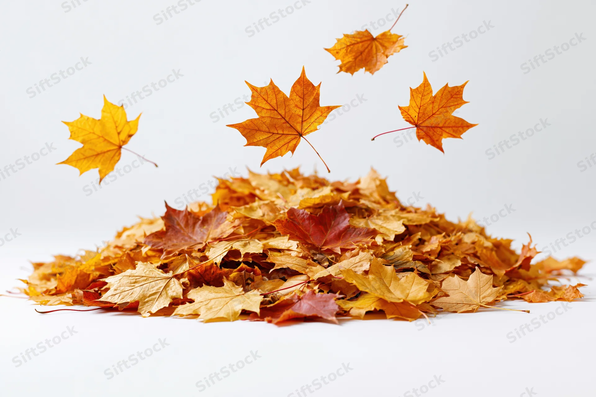 Pile of fallen maple leaves in autumn colors with some floating above on white background