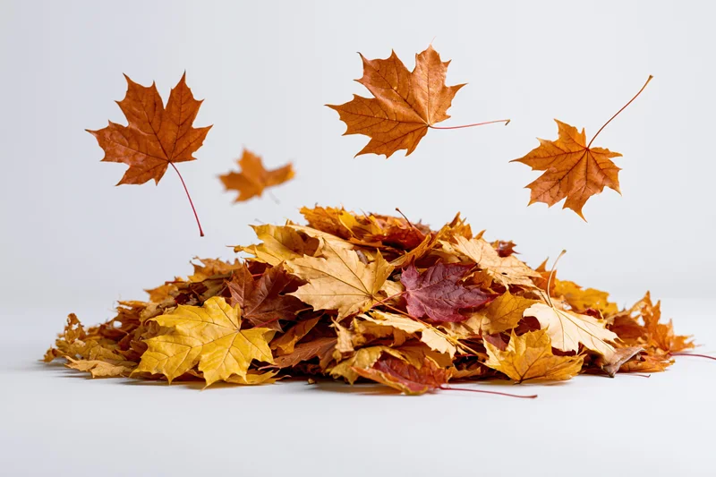 Pile of fallen maple leaves in autumn colors with some floating above on white background