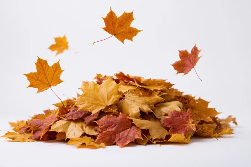 Pile of fallen maple leaves in autumn colors floating and scattered on white background