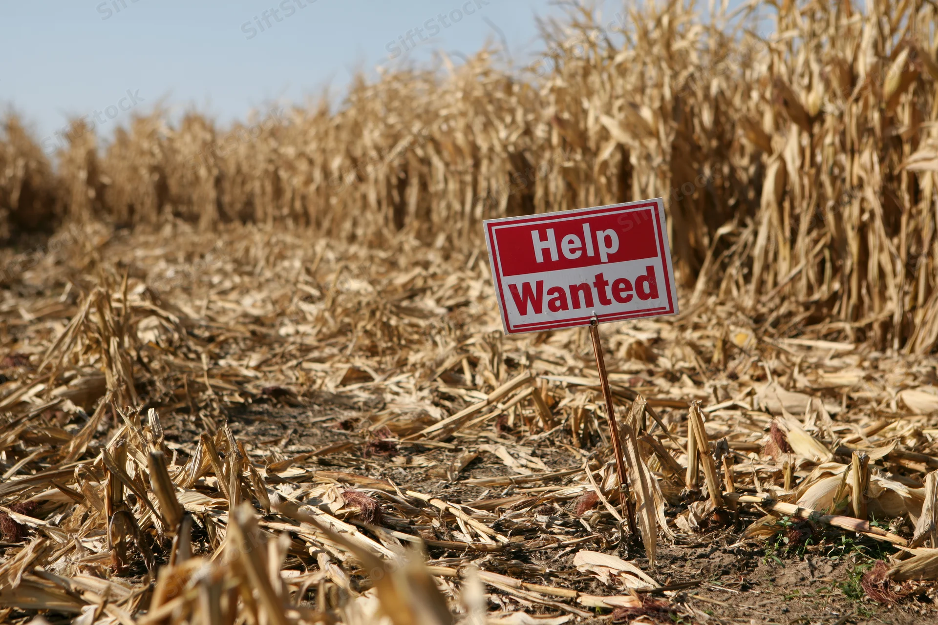 Help wanted sign staked in a harvested cornfield with dry stalks and soil under clear sky