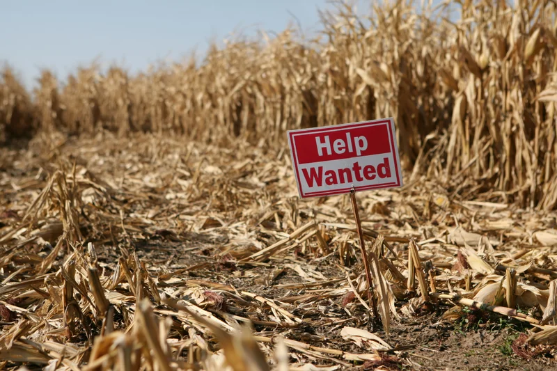 Help wanted sign staked in a harvested cornfield with dry stalks and soil under clear sky