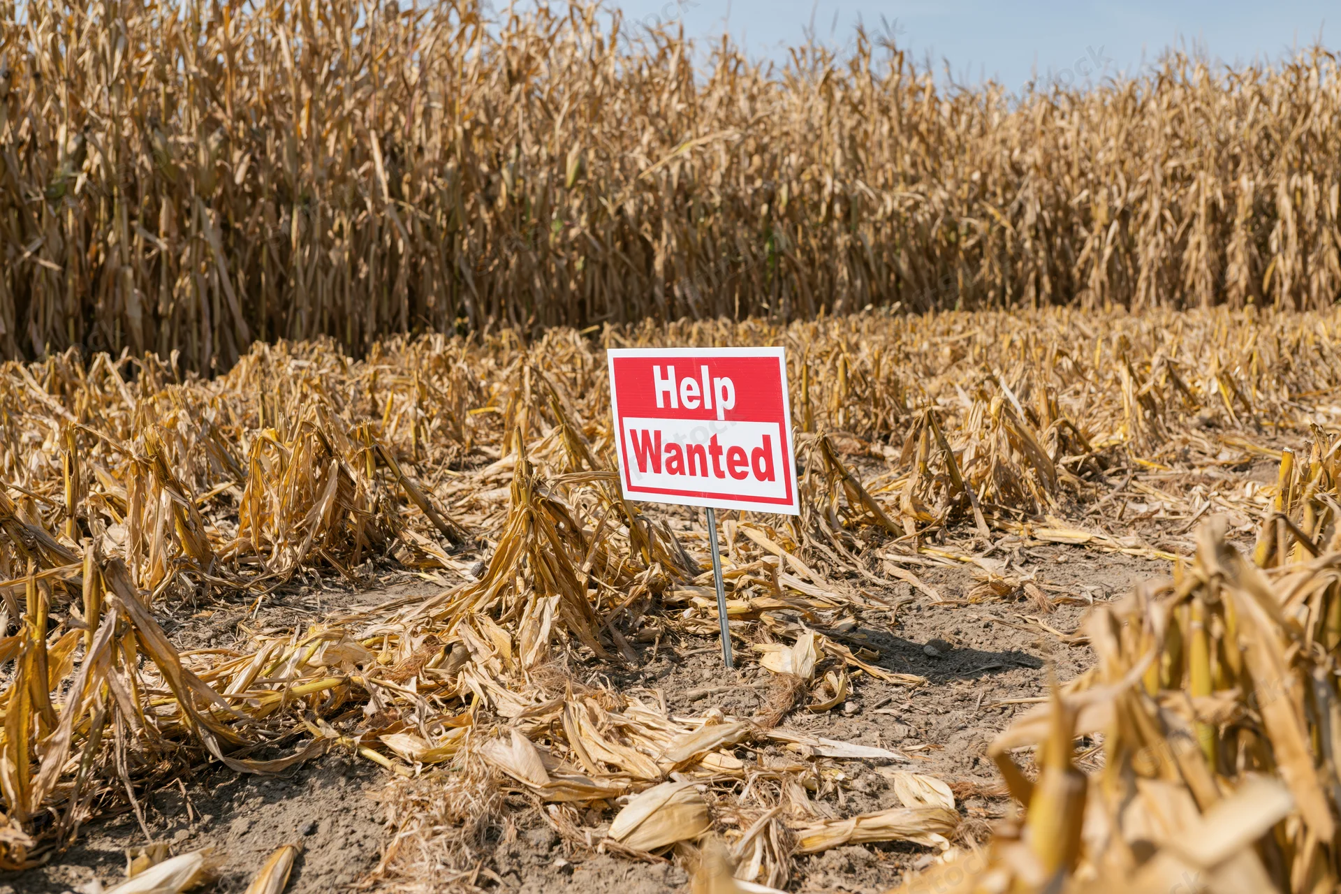 Help wanted sign staked in a harvested cornfield with dry stalks and bare soil under daylight