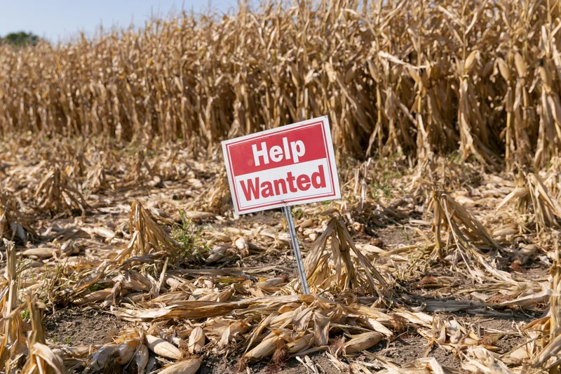 Help wanted sign staked in a harvested cornfield with dried stalks and soil