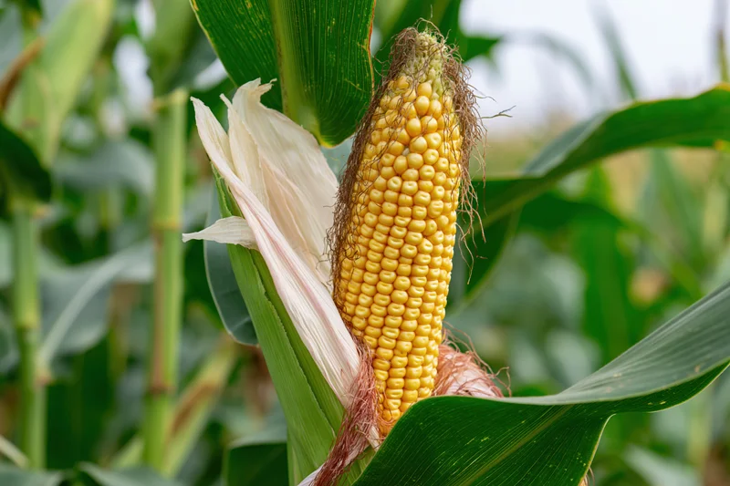 Ripe ear of corn partially husked on the stalk in a field