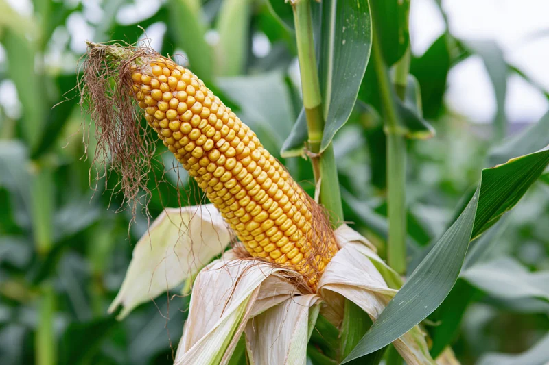 Ripe ear of corn partially husked on the stalk in a green field