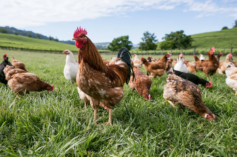 Rooster standing tall among free-range chickens grazing on a green pasture