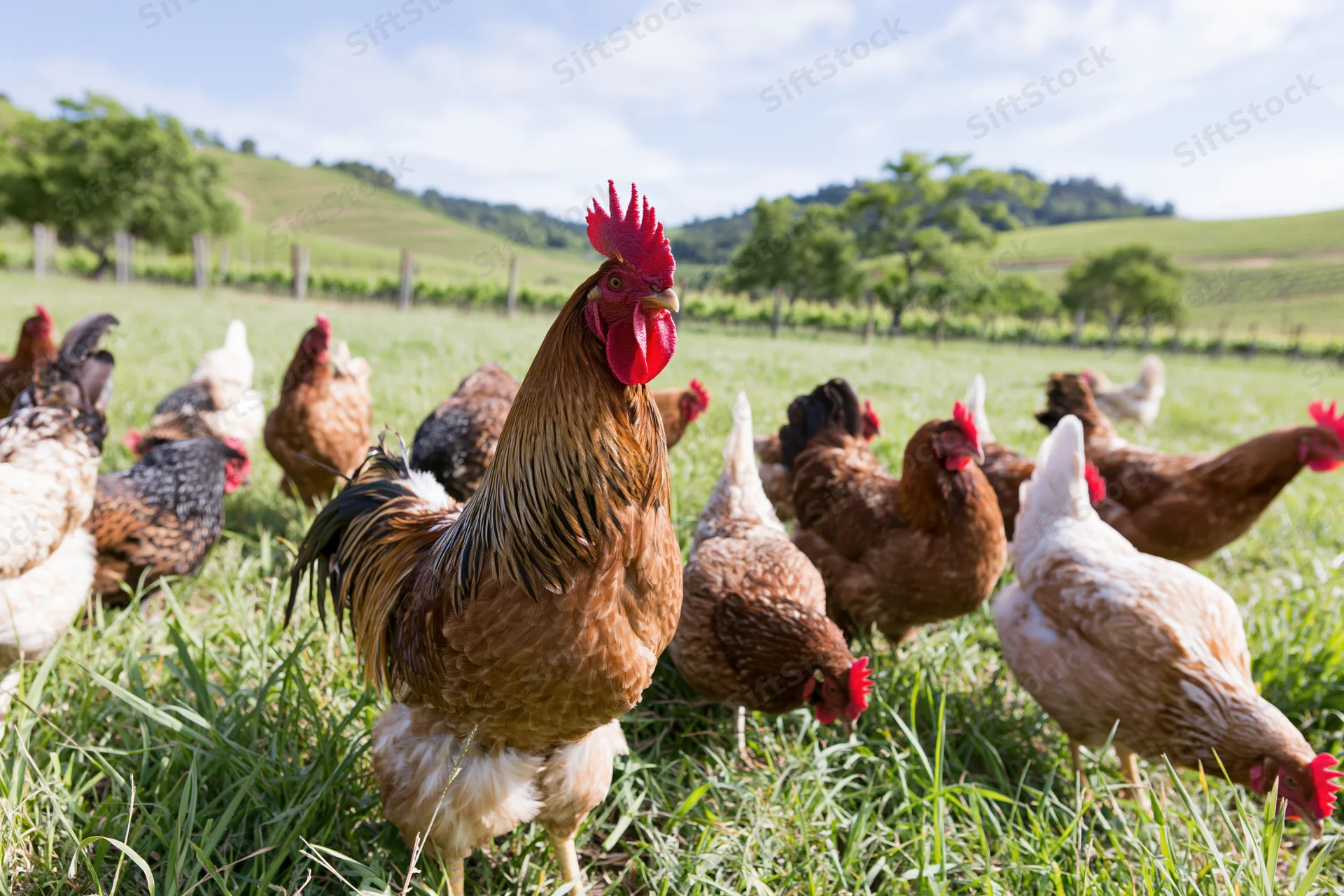 Rooster standing tall among free-range chickens in a grassy pasture on a sunny day