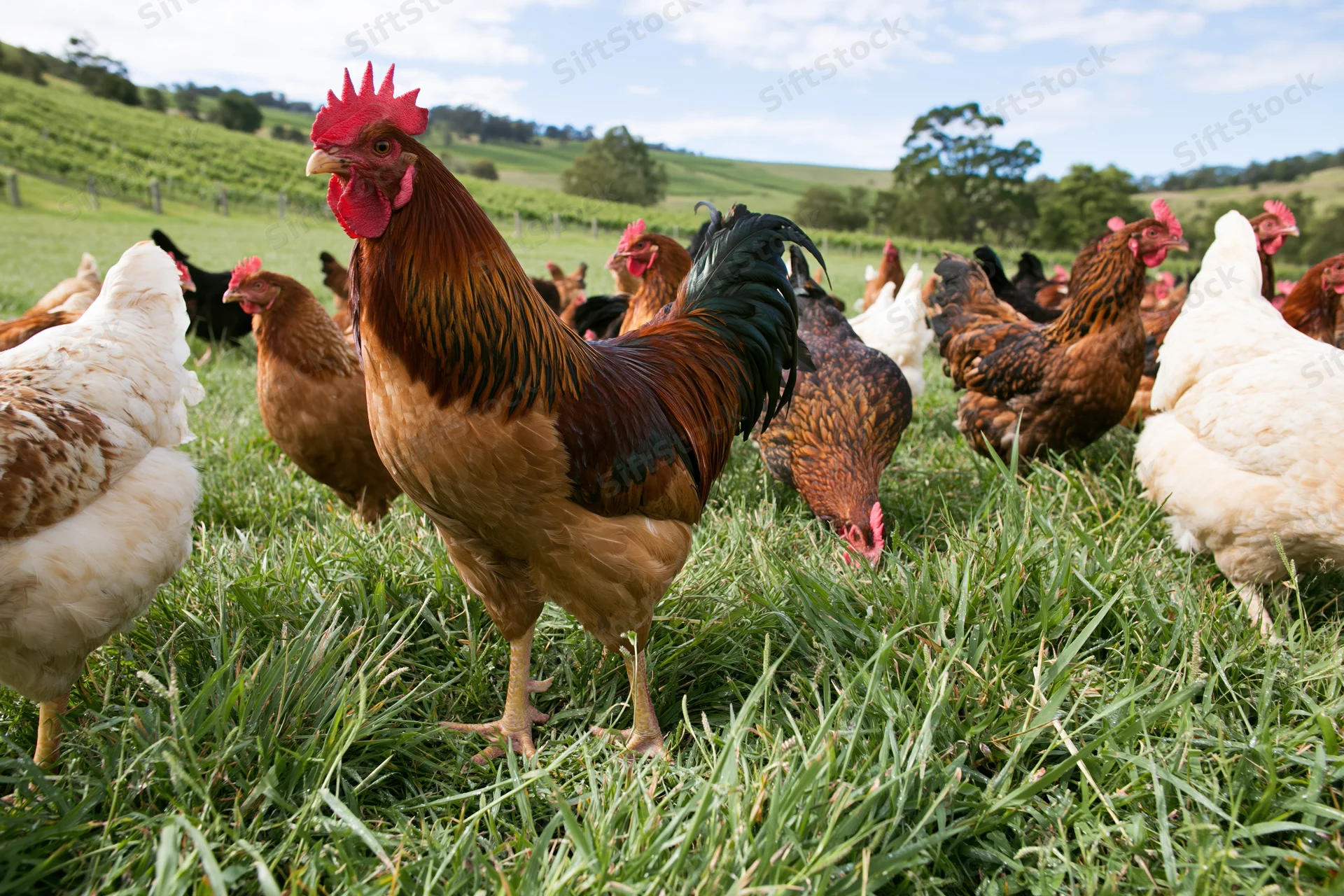 Rooster standing tall among free-range chickens in a grassy pasture