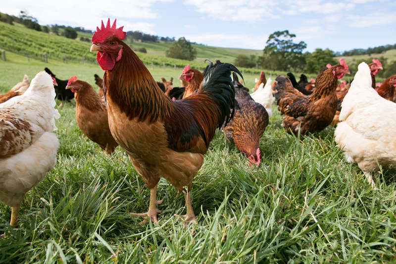 Rooster standing tall among free-range chickens in a grassy pasture