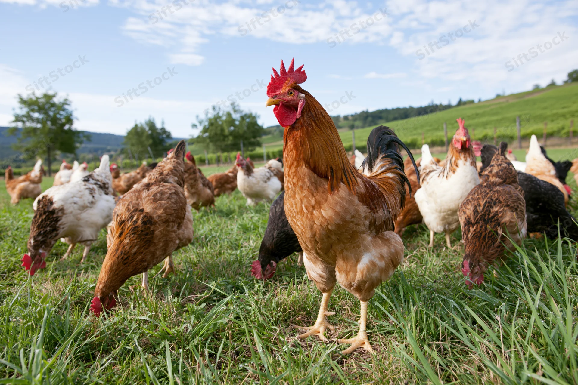 Rooster standing tall among free-range chickens in a grassy field on a sunny day