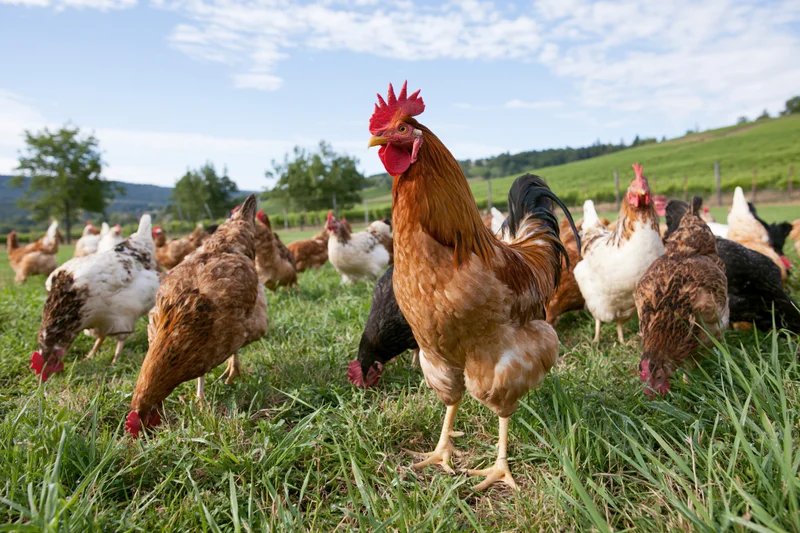 Rooster standing tall among free-range chickens in a grassy field on a sunny day