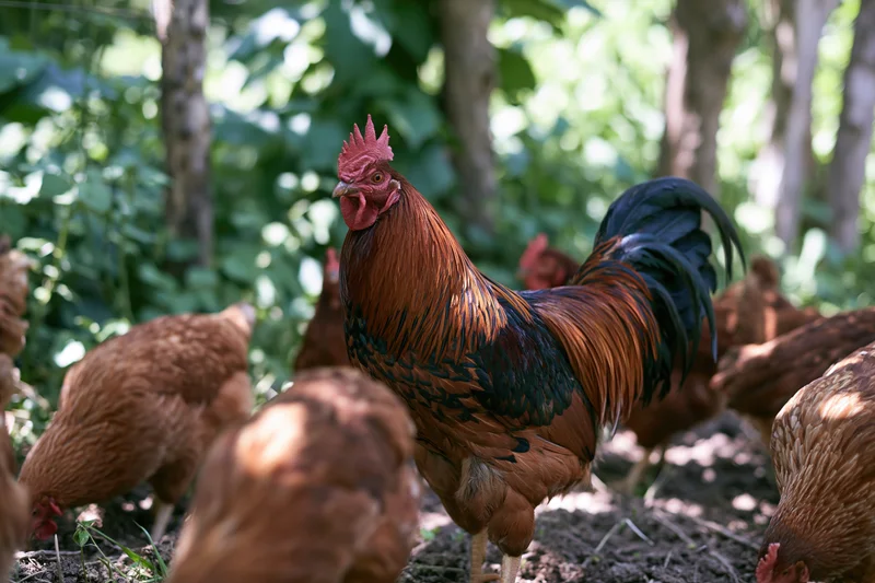 Rooster standing alert among chickens in a shaded outdoor farmyard