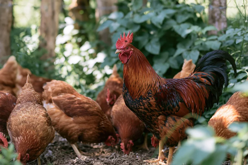 Rooster standing alert among hens in a leafy outdoor farm setting