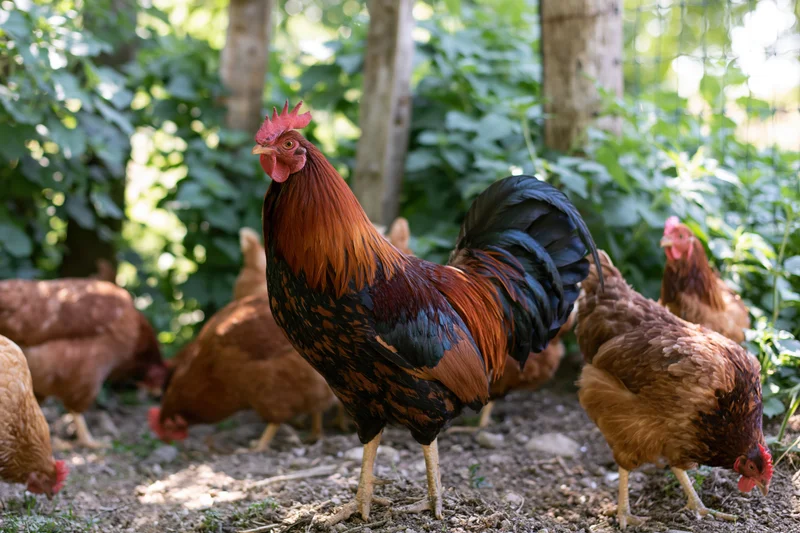 Rooster standing alert among hens in a leafy outdoor farmyard