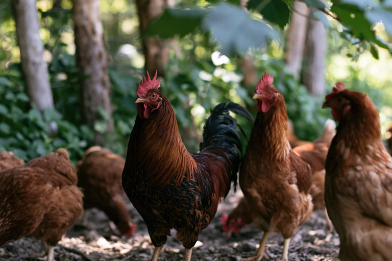 Rooster with auburn and black plumage standing alert among chickens in a wooded farmyard