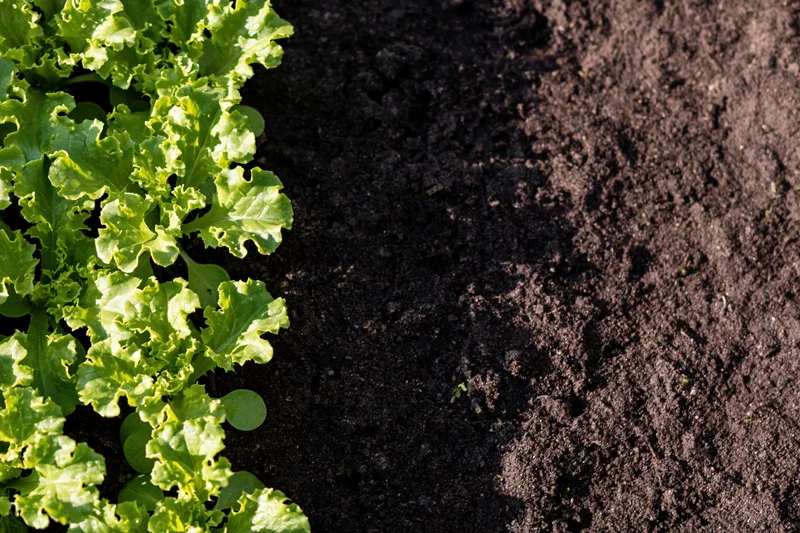 Young lettuce seedlings growing in a row in dark garden soil