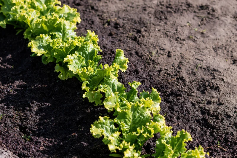 Row of young lettuce seedlings growing in dark garden soil