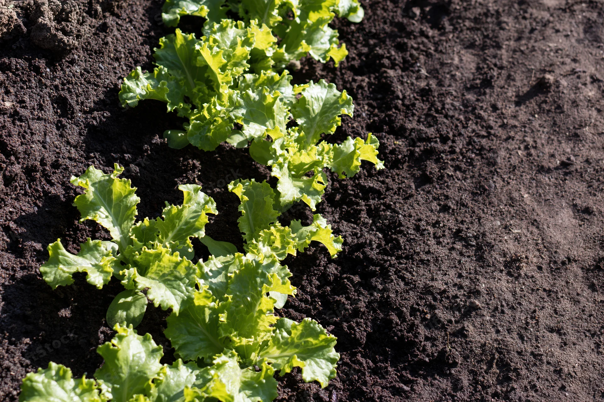 Row of young lettuce seedlings growing in dark garden soil
