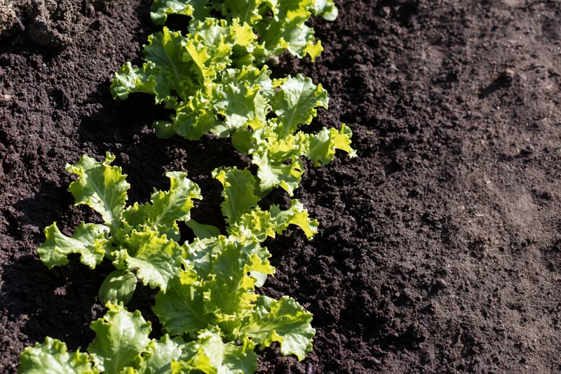 Row of young lettuce seedlings growing in dark garden soil
