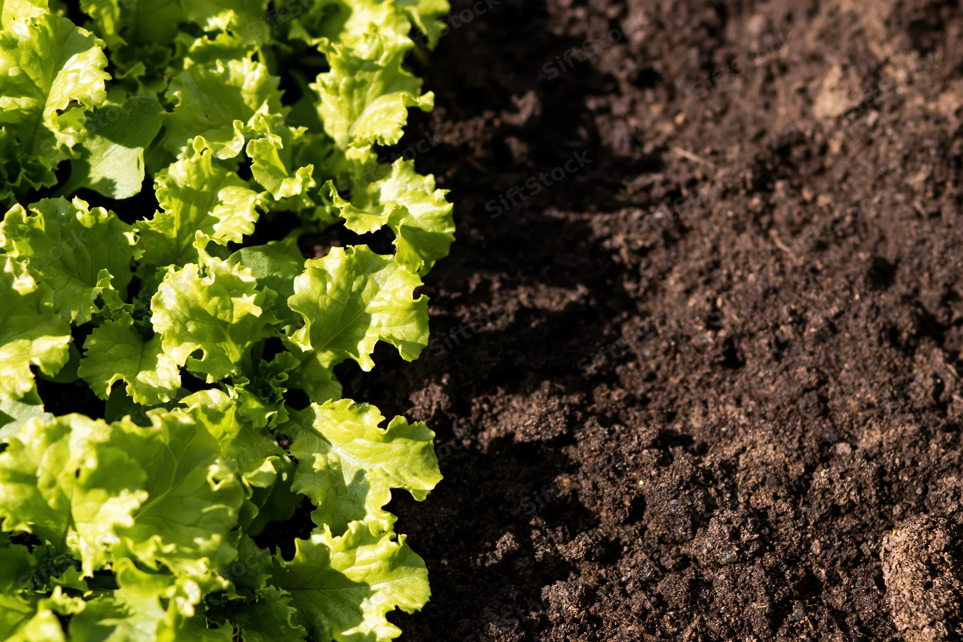 Young lettuce seedlings growing in a row in dark garden soil