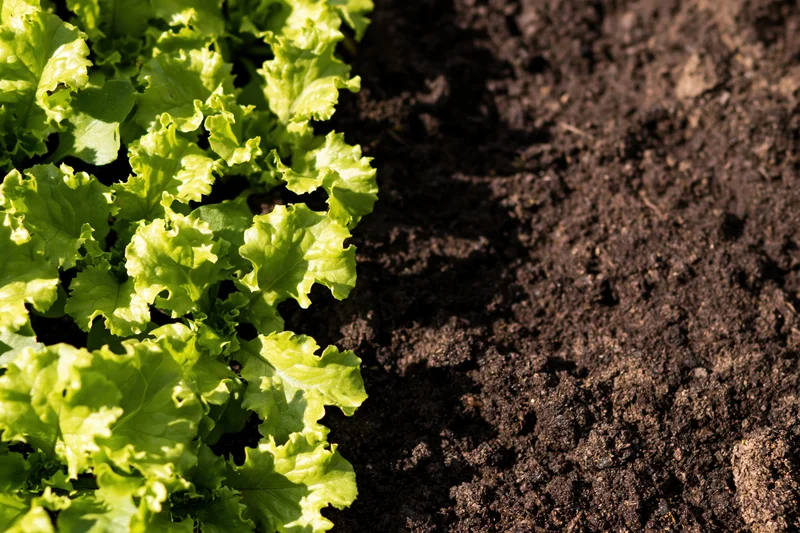 Young lettuce seedlings growing in a row in dark garden soil
