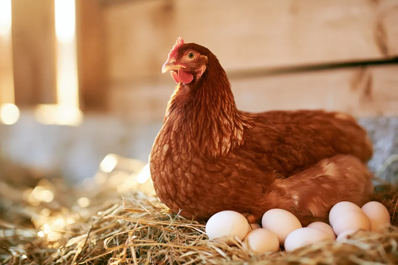 Russet-brown hen sitting alert on a straw nest filled with eggs in a barn