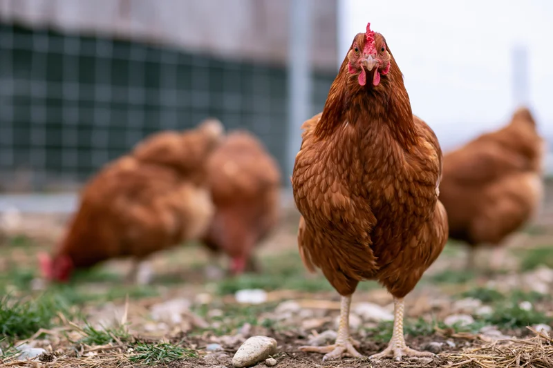 Rust-brown hen standing alert in farmyard facing camera