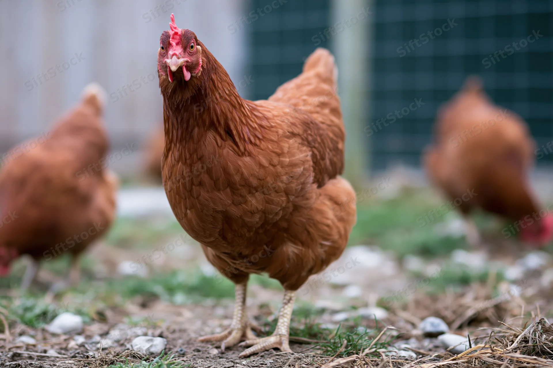 Rust-brown hen standing alert in farmyard facing camera