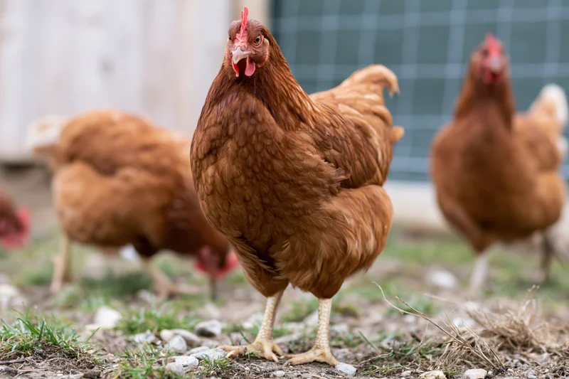 Rust-brown hen standing alert in a farmyard facing the camera