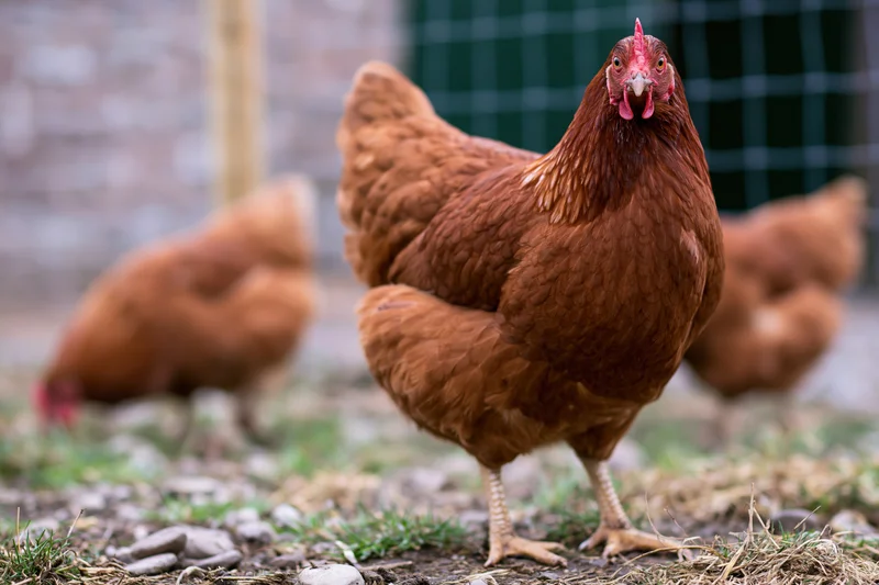 Rust-brown hen standing alert in a farmyard facing the camera