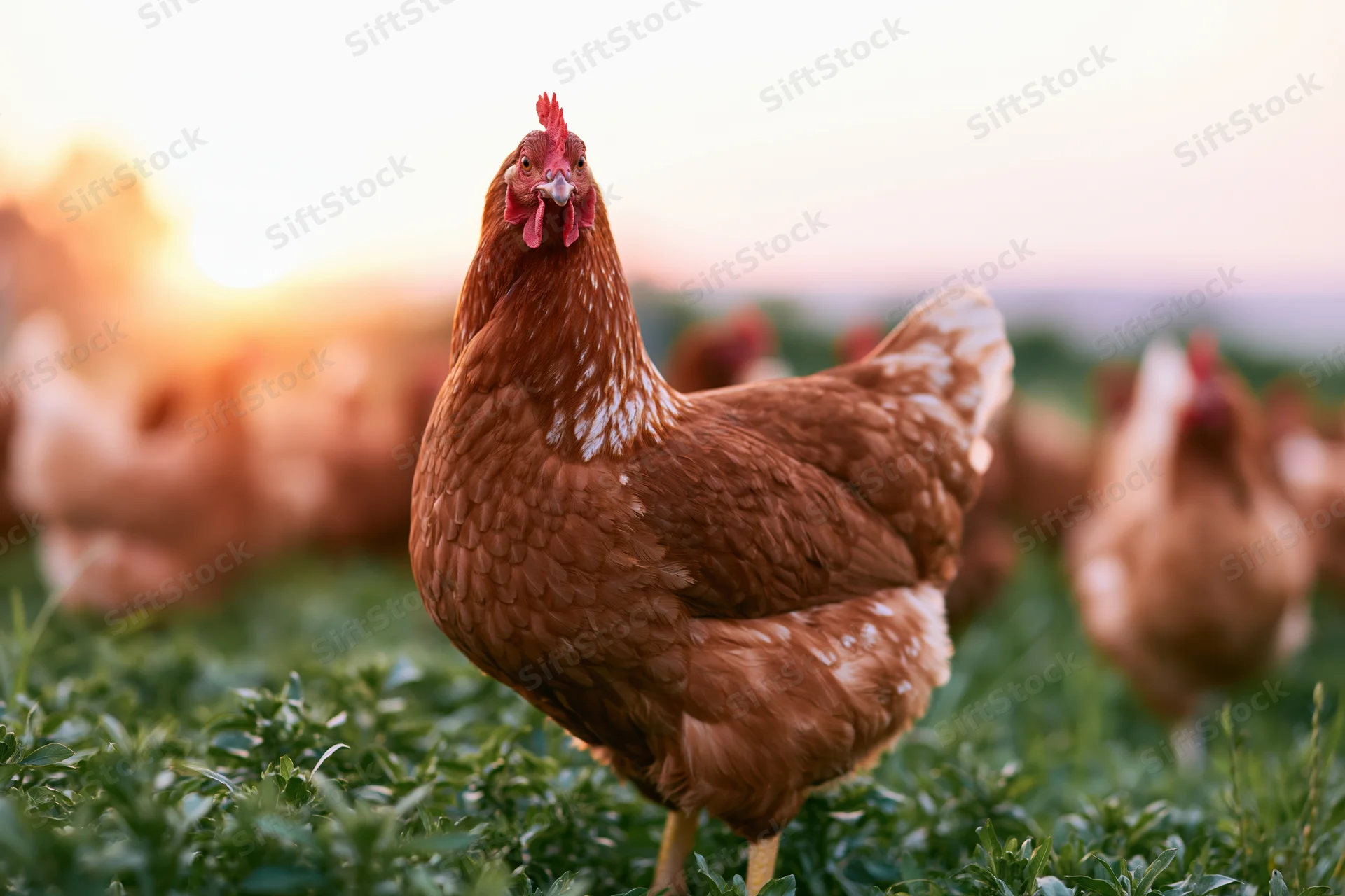 Alert rust-brown hen standing in lush green pasture grass with flock in soft sunset light
