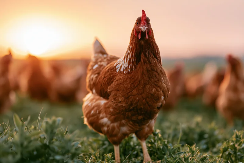 Alert rust-brown hen standing in lush green pasture at sunset