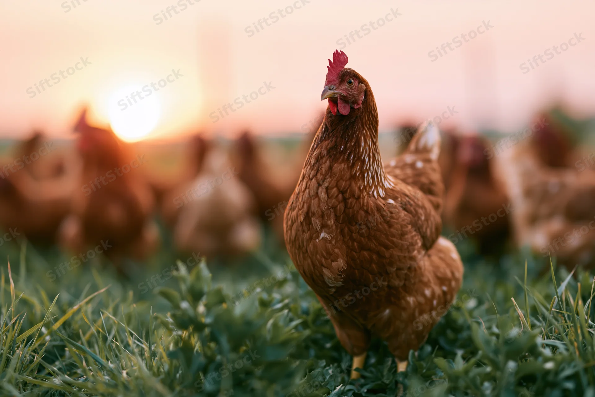 Alert rust-brown hen standing in lush green pasture at sunset