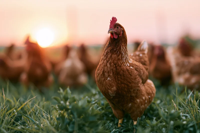 Alert rust-brown hen standing in lush green pasture at sunset