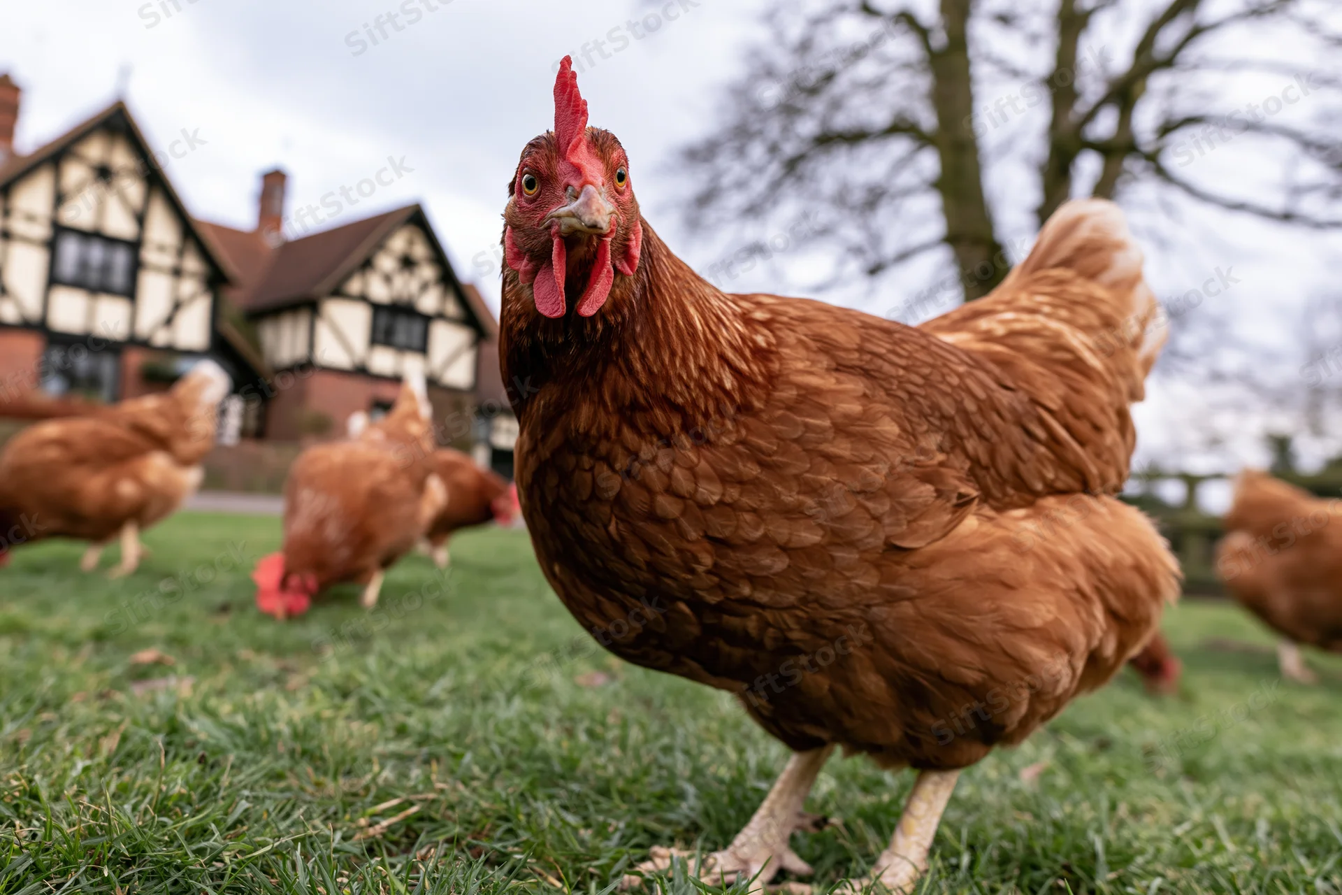 Rust-brown hen standing on grassy farmyard with other chickens and timber-framed house in background