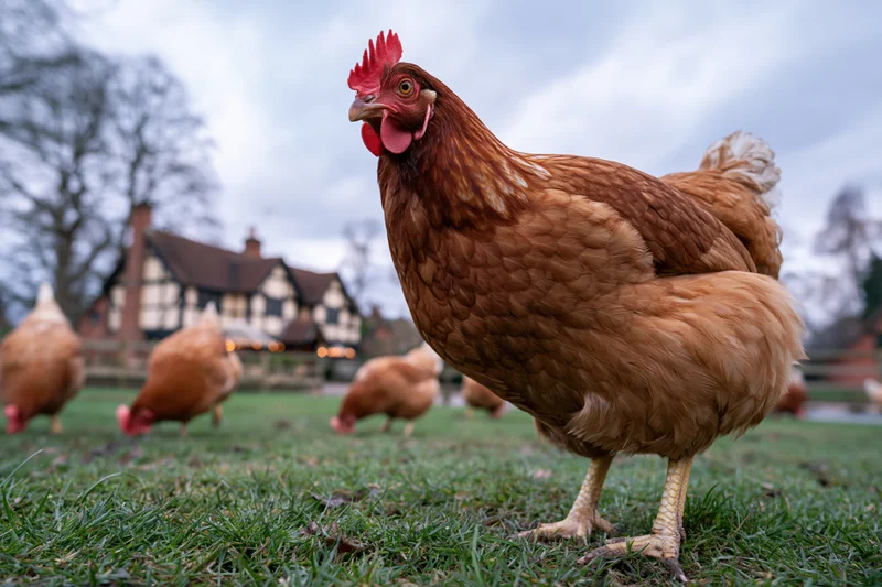Rust brown hen standing close to camera on a grassy farmyard