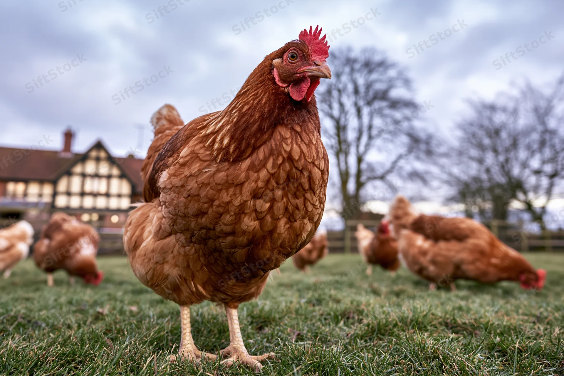 Rust-brown hen standing on grassy farmyard with flock in background