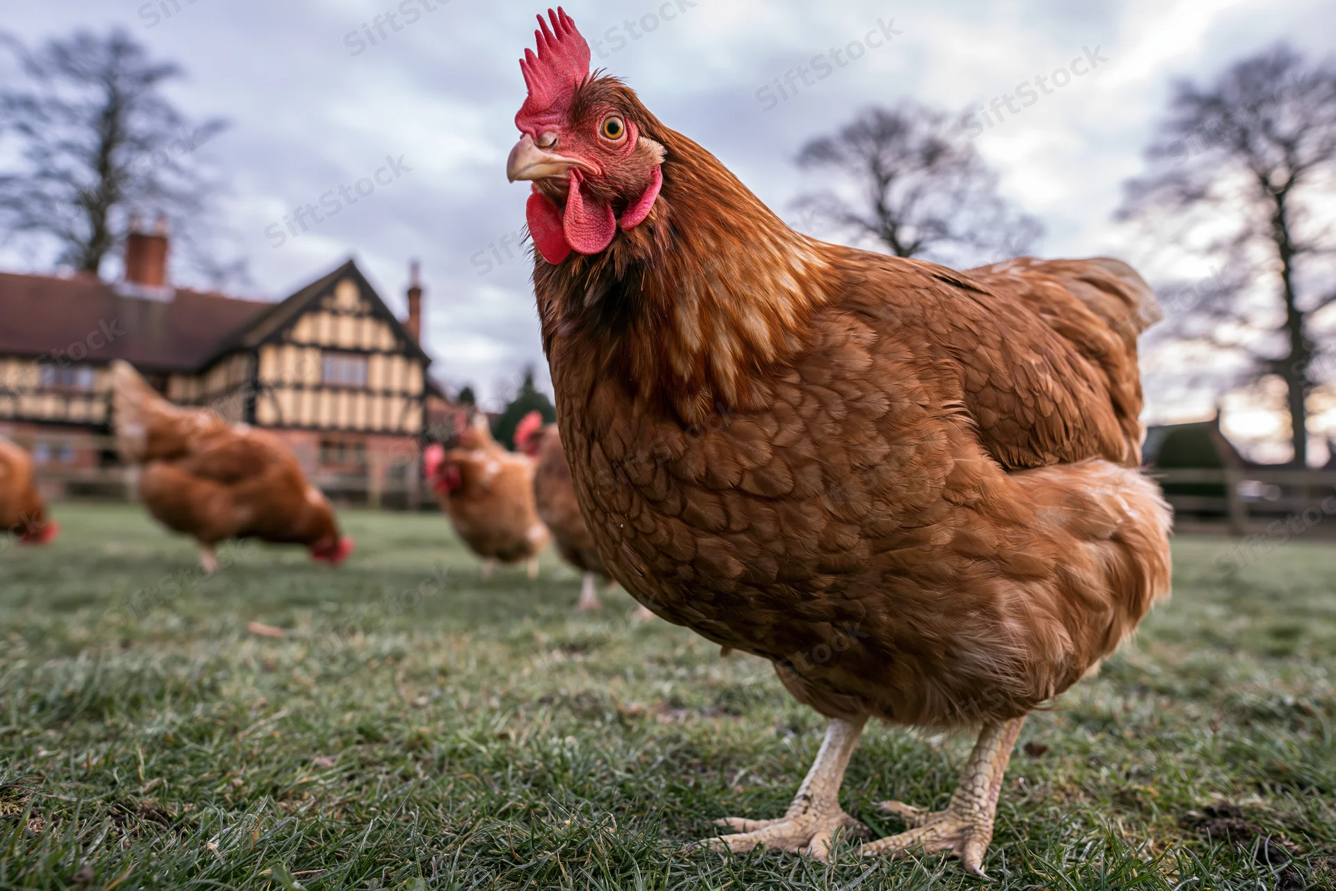 Rust-brown hen standing on grassy farmyard with other chickens and farmhouse in background