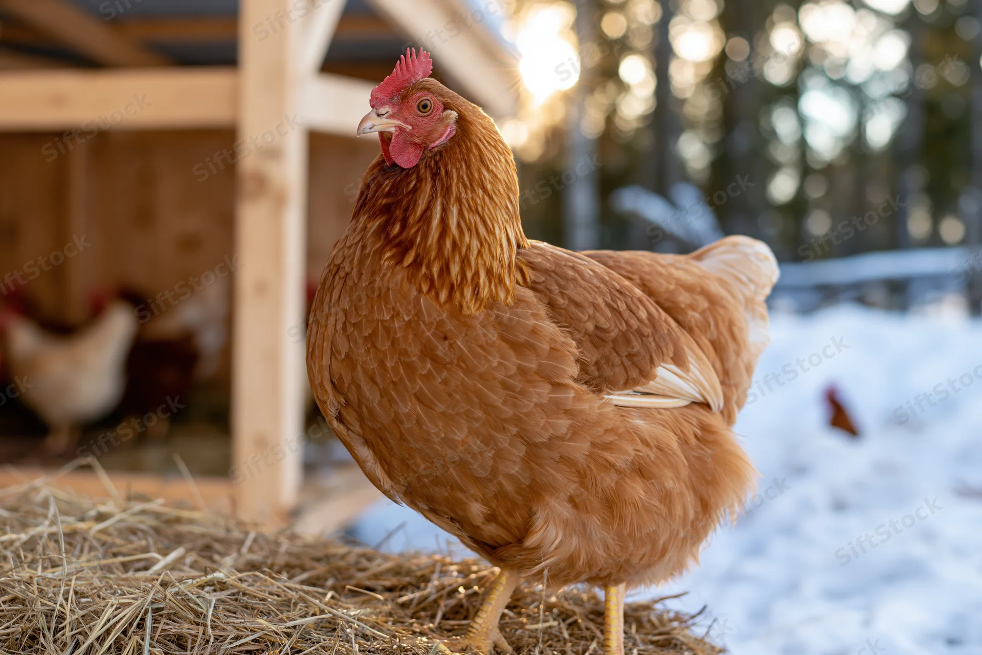 Rust-brown hen standing on hay bale outside wooden chicken coop in snowy rural setting