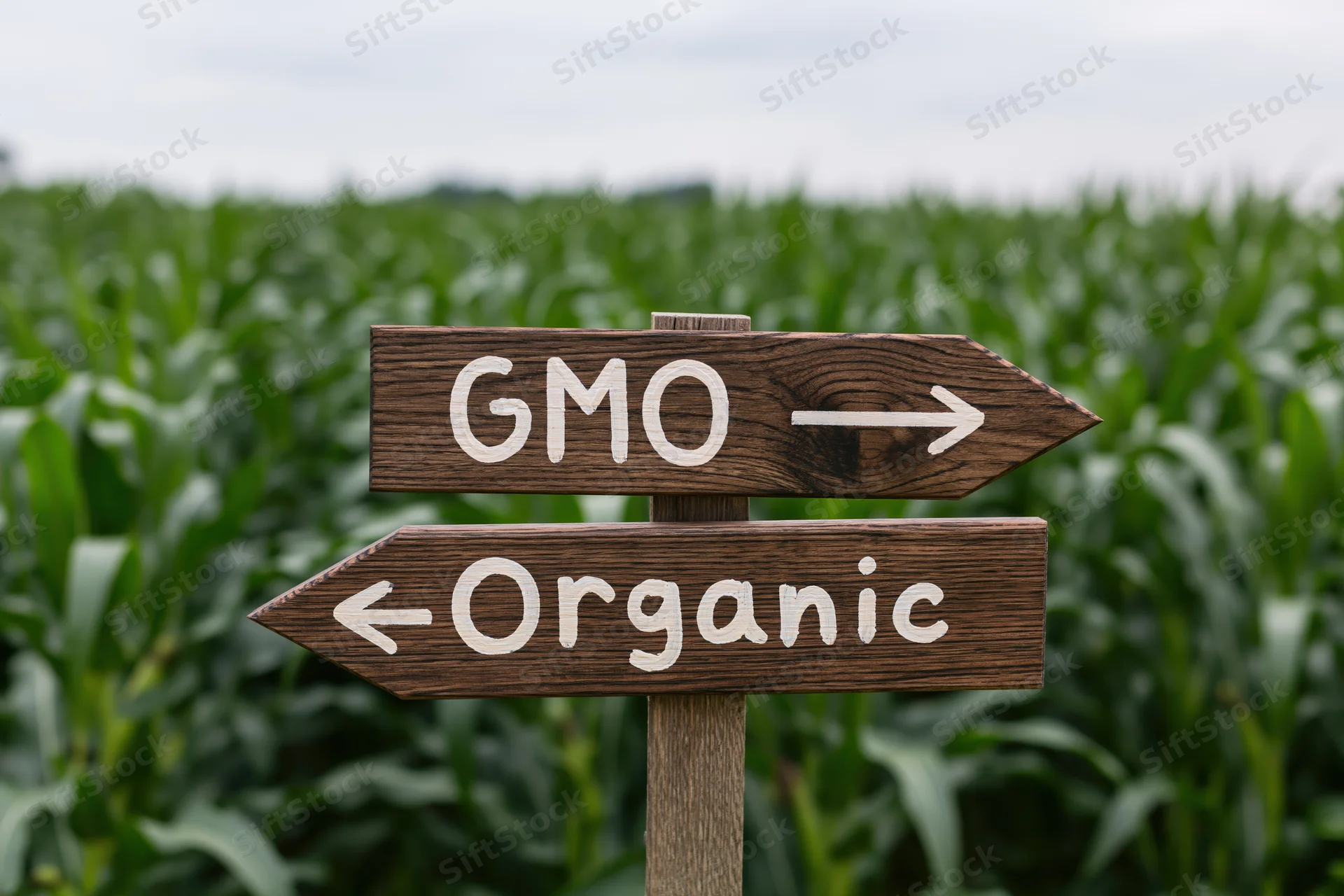 Wooden directional signpost with gmo and organic arrows in a cornfield