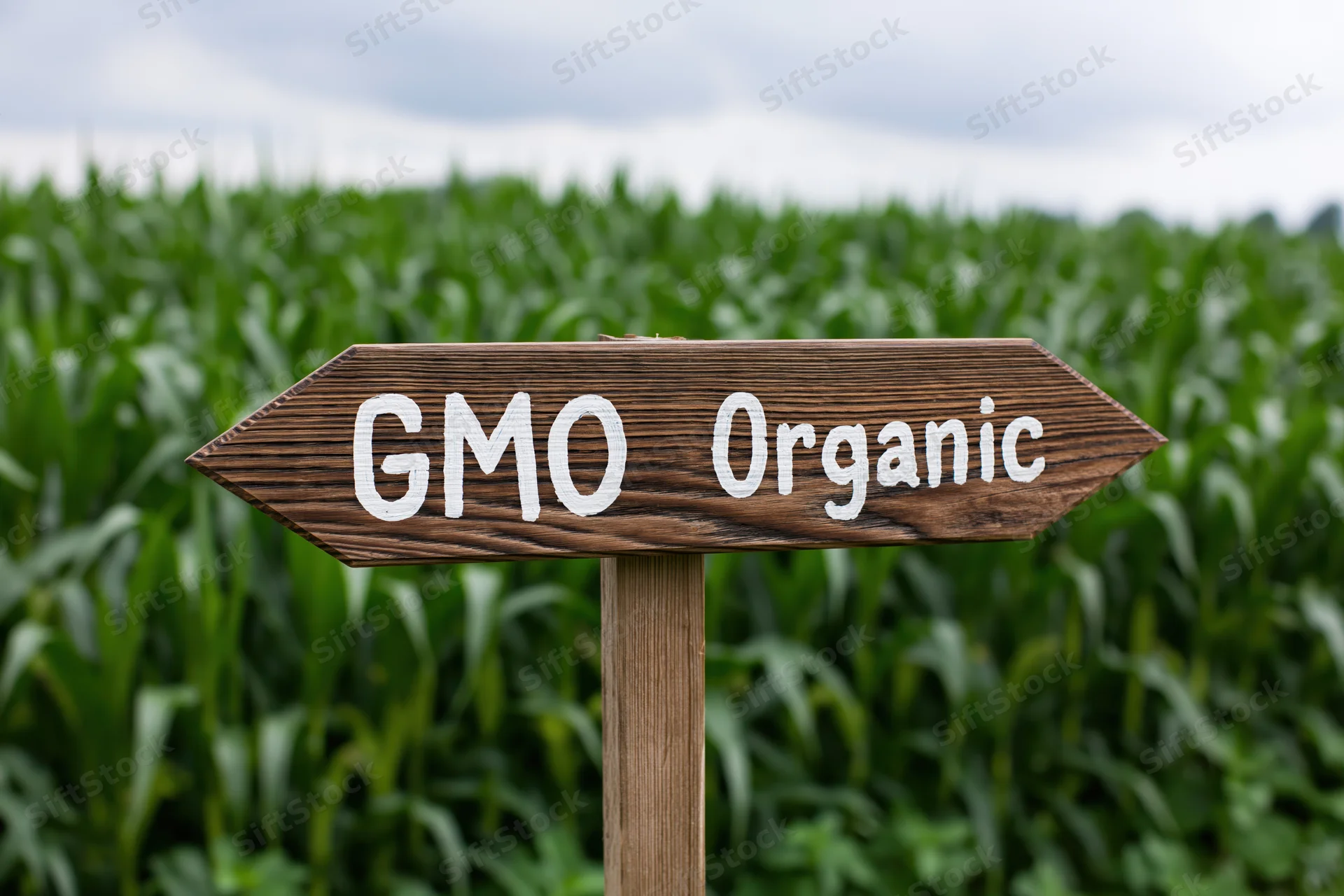 Wooden directional sign with gmo and organic text pointing in opposite directions in front of a cornfield