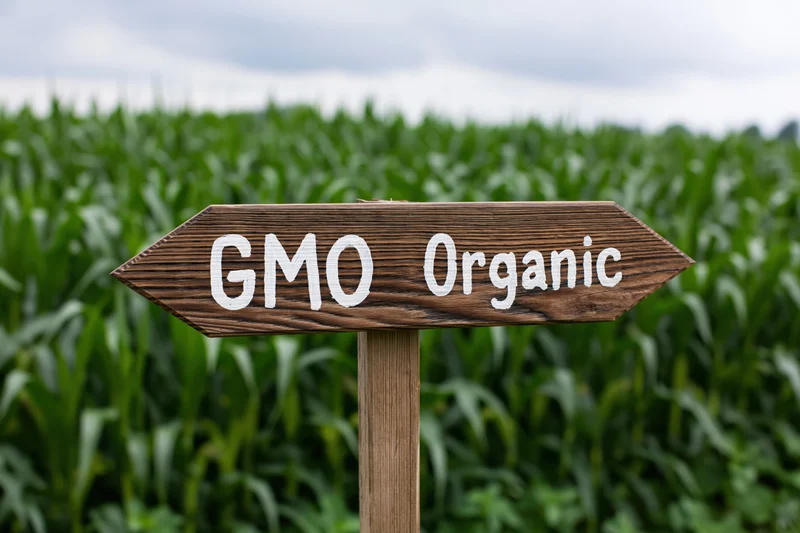 Wooden directional sign with gmo and organic text pointing in opposite directions in front of a cornfield