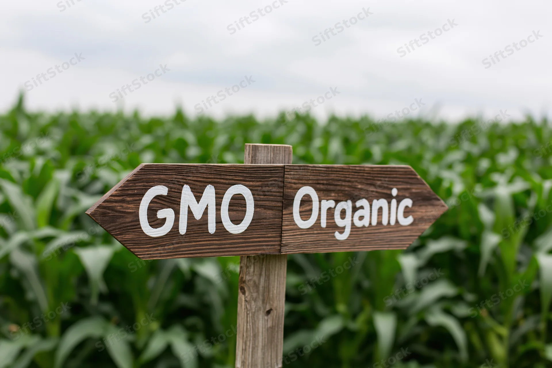 Wooden directional sign with gmo and organic labels in a cornfield