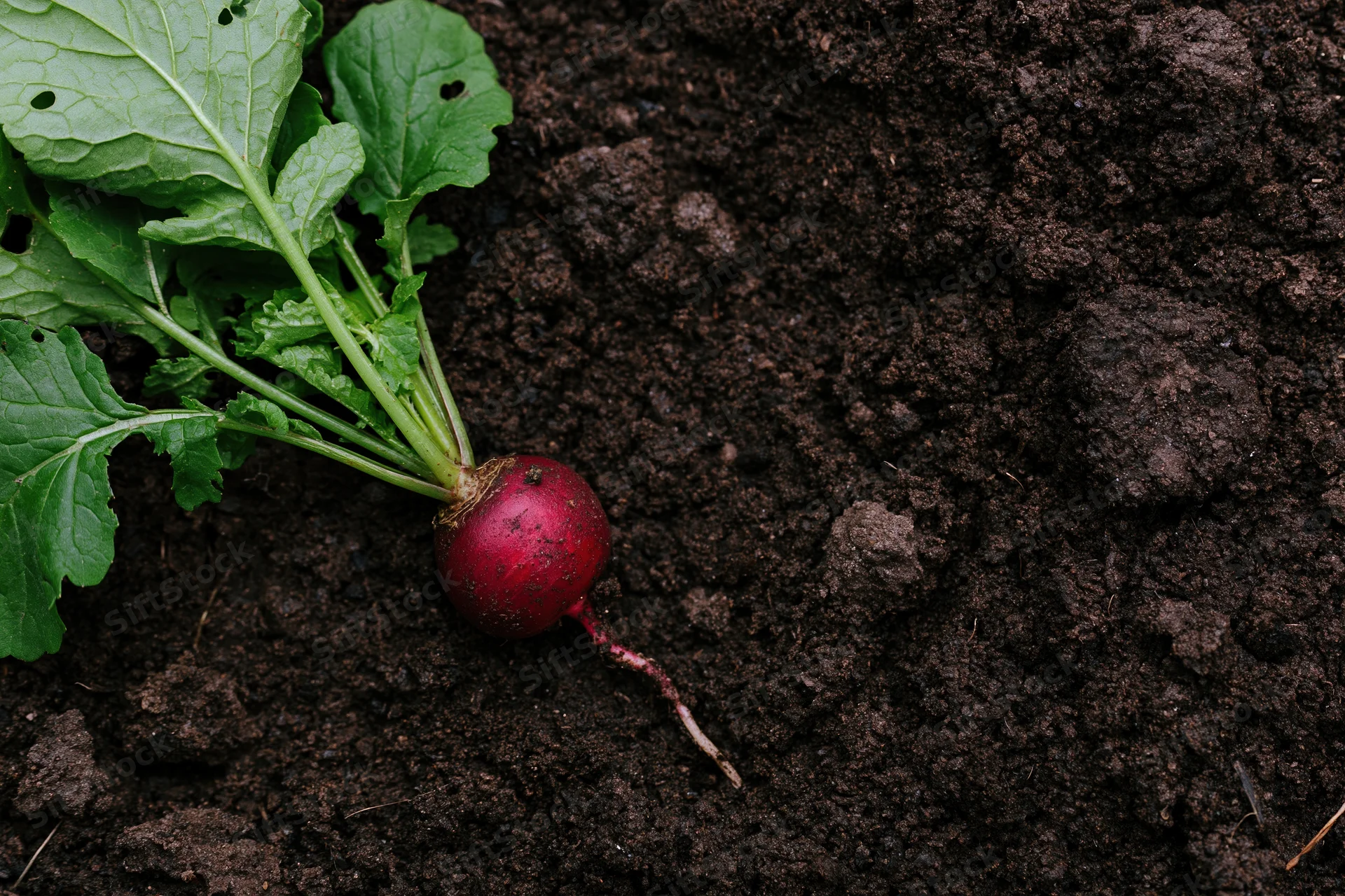 Freshly pulled radish with green leafy tops lying on dark soil in garden