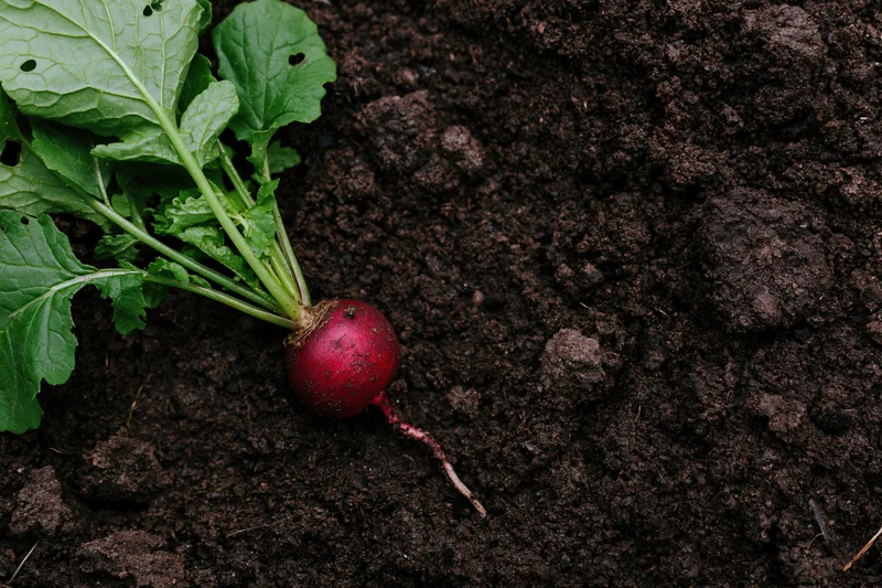 Freshly pulled radish with green leafy tops lying on dark soil in garden